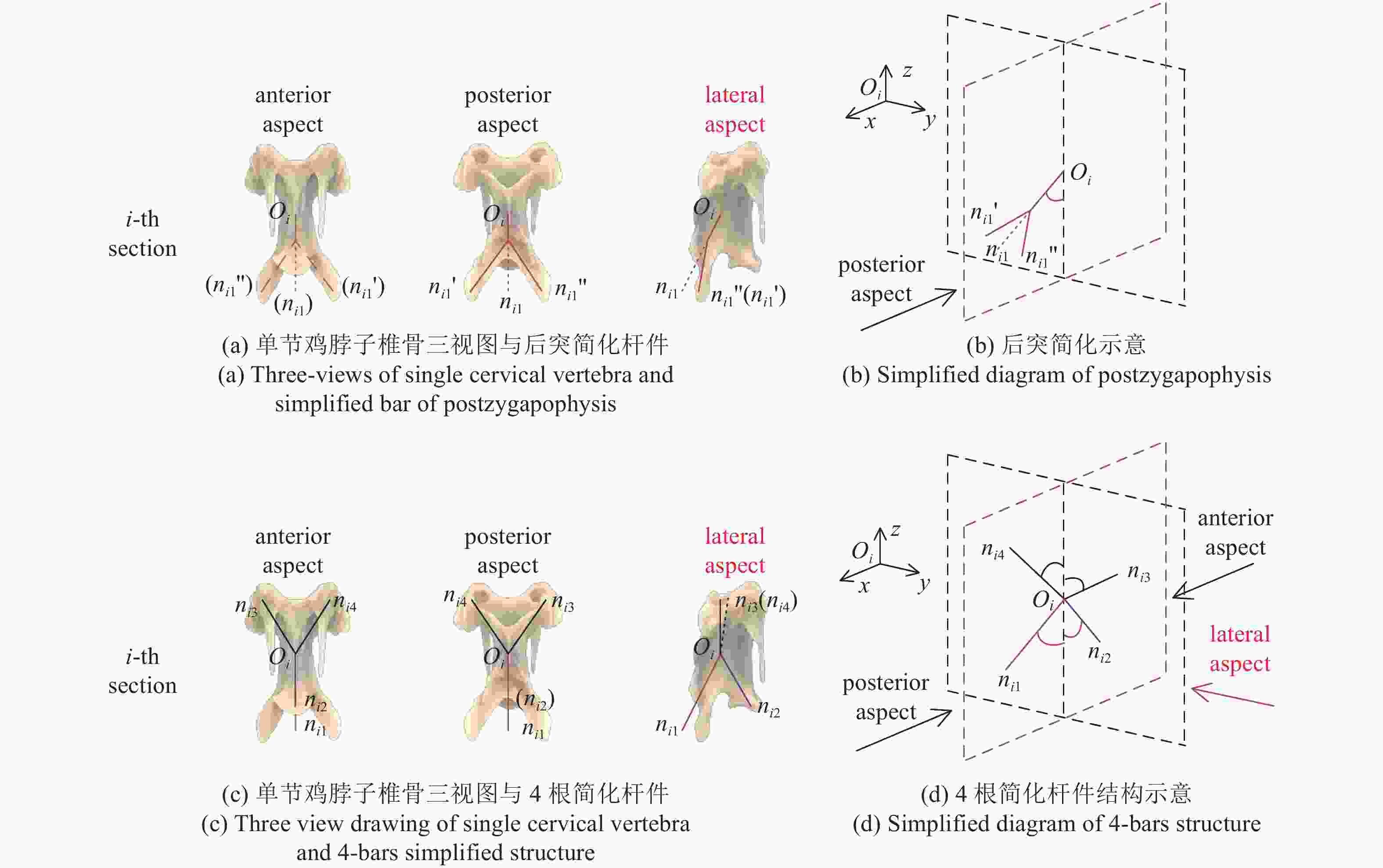 仿鸡脖子刚柔耦合结构的仿生机理及大变形建模
